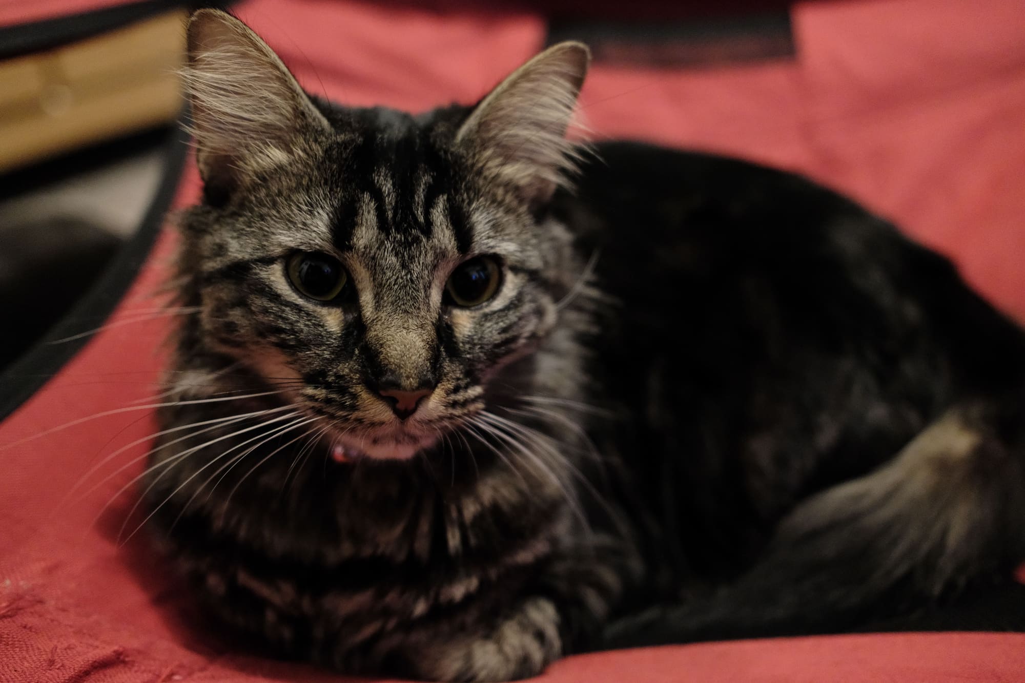 a cat sitting